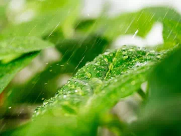 El adyuvante en aerosol es una herramienta poderosa para aumentar la eficiencia, reducir la cantidad y reducir los residuos de productos pesticidas.