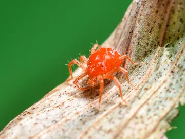 Additives used in the synergistic effect of acaricides