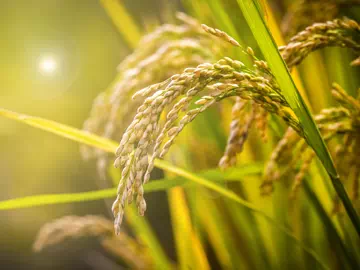 Aplicación de aditivos organosilícicos en productos plaguicidas