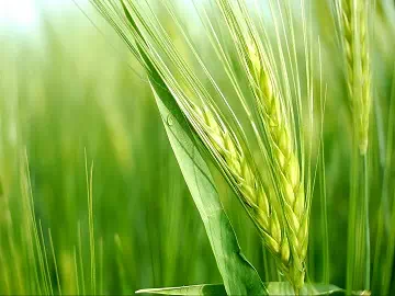 Related applications and future development of silicone surfactants