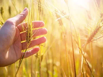 Enhancing Crop Protection with Polyether Modified Trisiloxane-based Pesticide Adjuvants