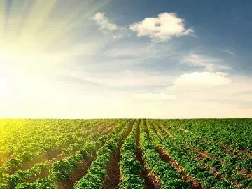 Agricultural Nonionic Surfactants: Enhancing Efficiency and Performance in Crop Protection