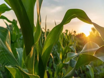 Trisiloxano: el compuesto versátil que transforma múltiples industrias