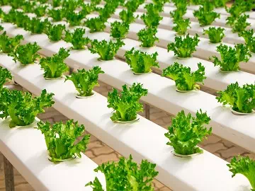 Silicone Adjuvant Surfactants: Enhancing Agricultural Efficiency and Performance