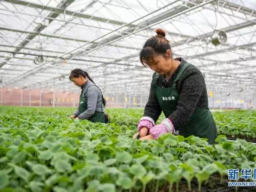 Farming's Best-Kept Secret: How Wetting Agents Boost Crop Yields