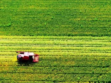 Del suelo a la cosecha: el impacto de los surfactantes de silicona en el rendimiento de los cultivos