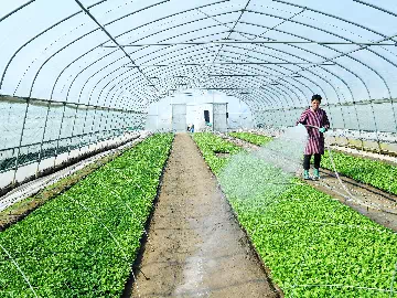 从种植到收获：粘合剂在农业中的默默无闻的作用