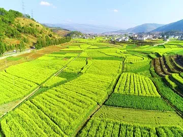 Agricultural Adjuvants: The Secret to Sustainable and Efficient Farming