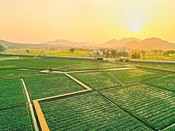 Optimizing Agricultural Outputs with Nonionic Surfactant Technology