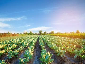 Silicone Adjuvants in Organic Farming: What You Need to Know