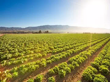 Cómo las pegatinas de silicona mejoran la protección de los cultivos y aumentan el rendimiento