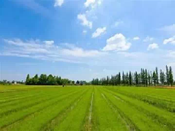 Mitigating Drought Stress in Crops: Can Nonionic Surfactants Be the Answer?